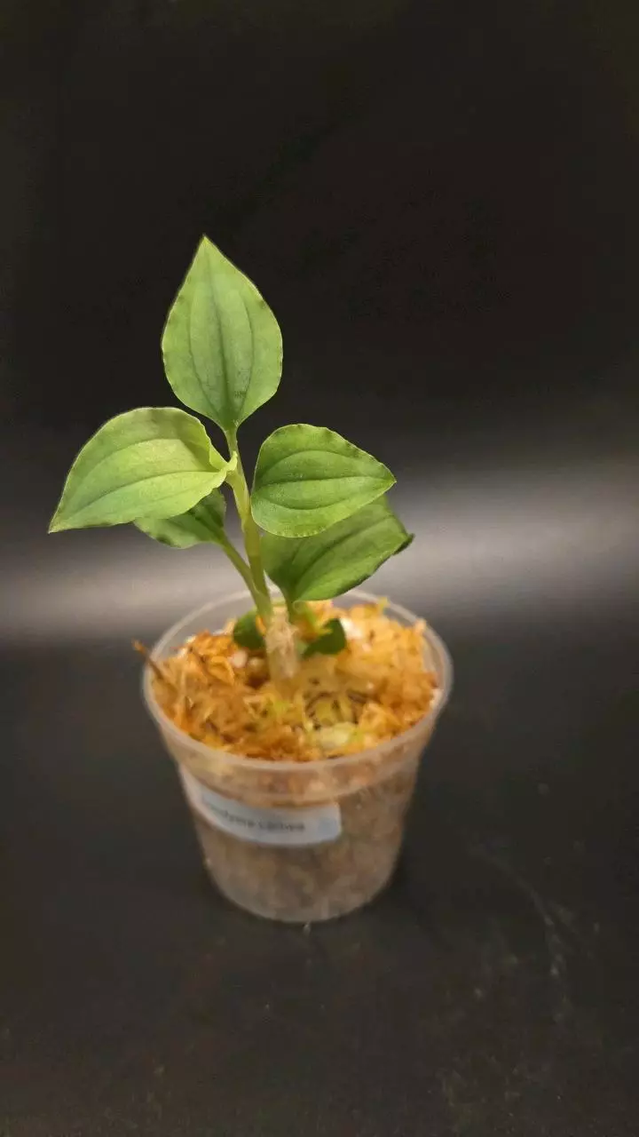 Goodyera carnea Jewel orchid thumbnail