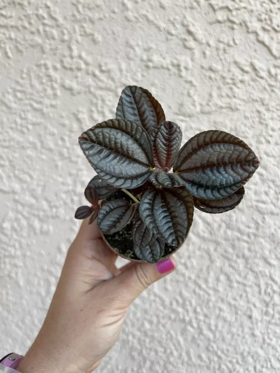 Pilea Bronze Aluminum thumbnail