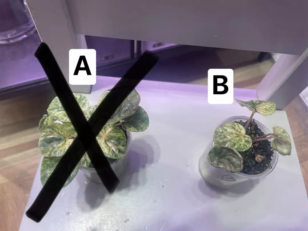 Pink Lady Peperomia thumbnail