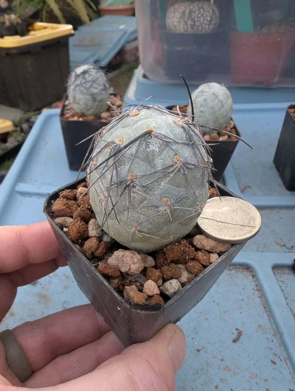 T6 Tephrocactus geometricus black spines, 2.25" pot, rooted ball thumbnail