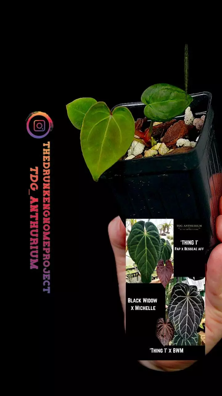 A679 [Thing 1 x (Black Widow x Michelle)] Anthurium thumbnail