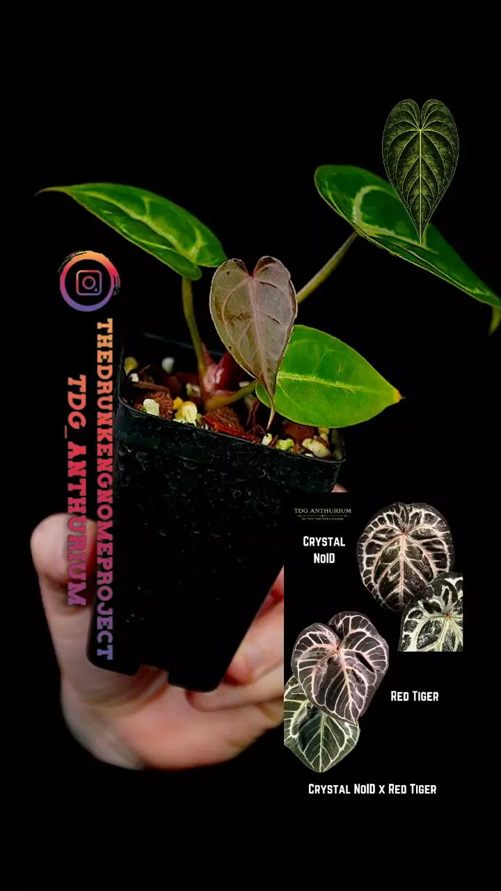 A693 (Crystal NoID x Red Tiger) Anthurium thumbnail