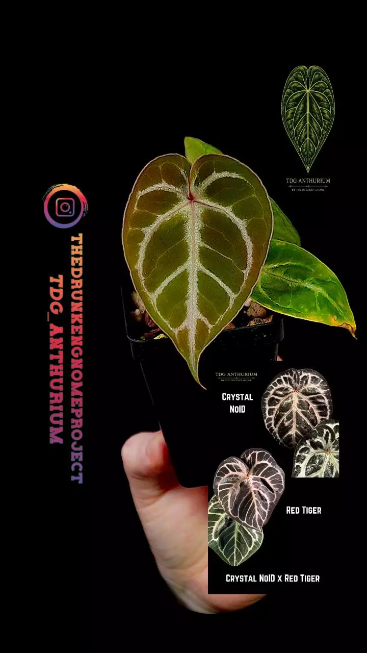 A661 (Crystal NoID x Red Tiger) Anthurium thumbnail