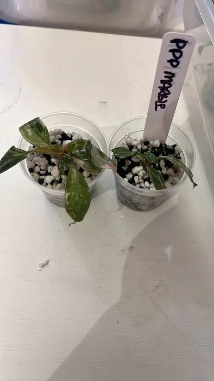 Acclimated PP Marble thumbnail