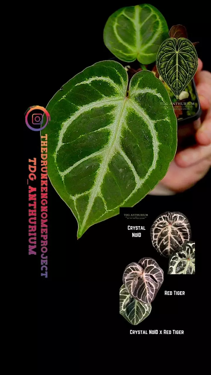 A694 (Crystal NoID x Red Tiger) Anthurium thumbnail