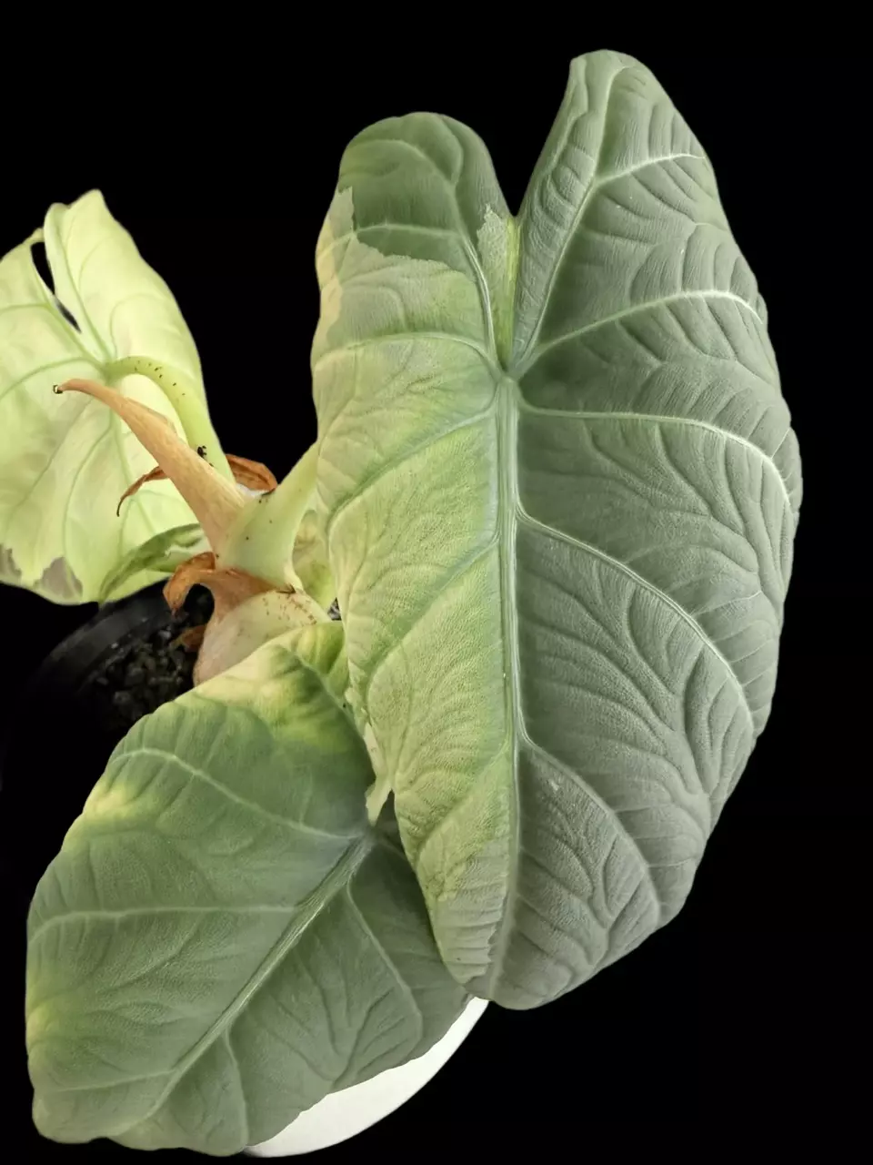 Maharani Lava/Tri-color CHONKY CORM thumbnail