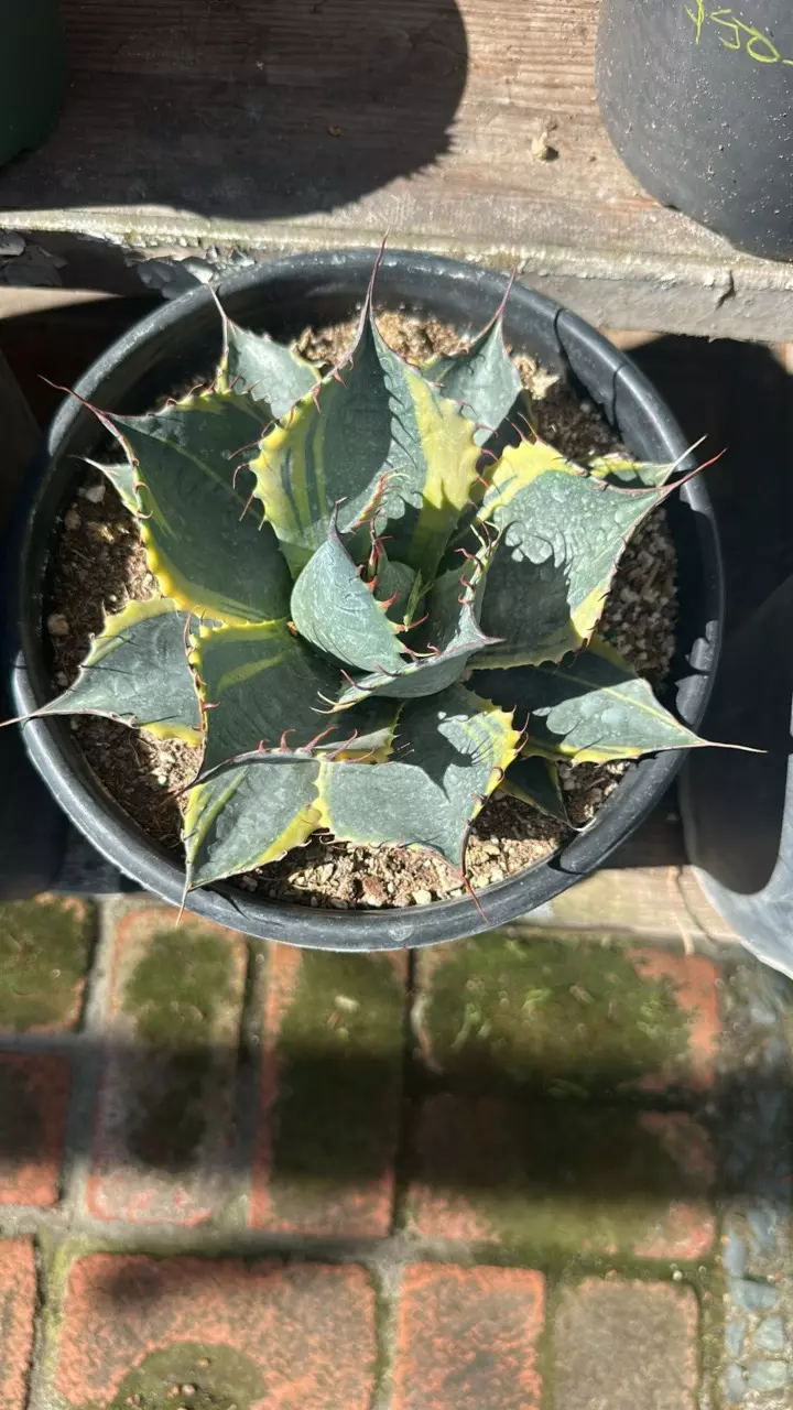Agave parasanna fireball thumbnail