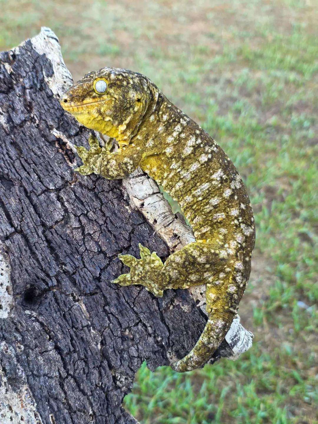 Leachie Pine Island × Nu Ami Male with Orange spots thumbnail