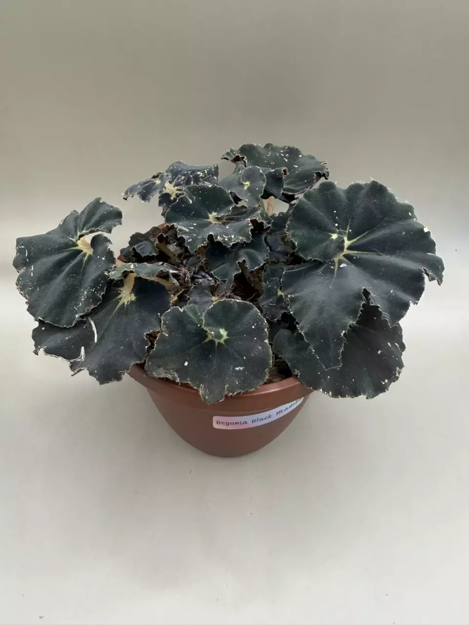 Begonia Black Mamba thumbnail