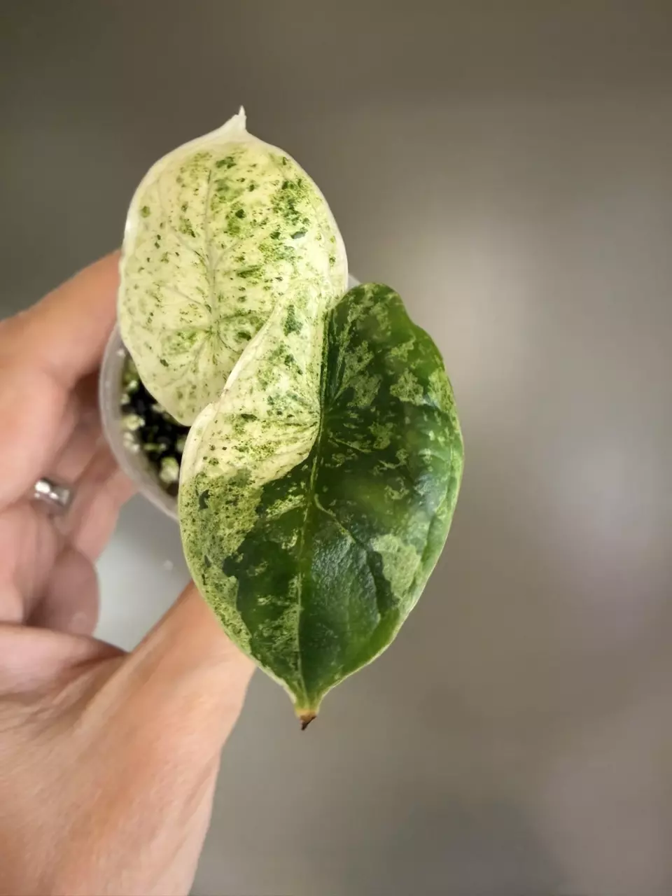 566 Alocasia Dragon Scale Mint thumbnail