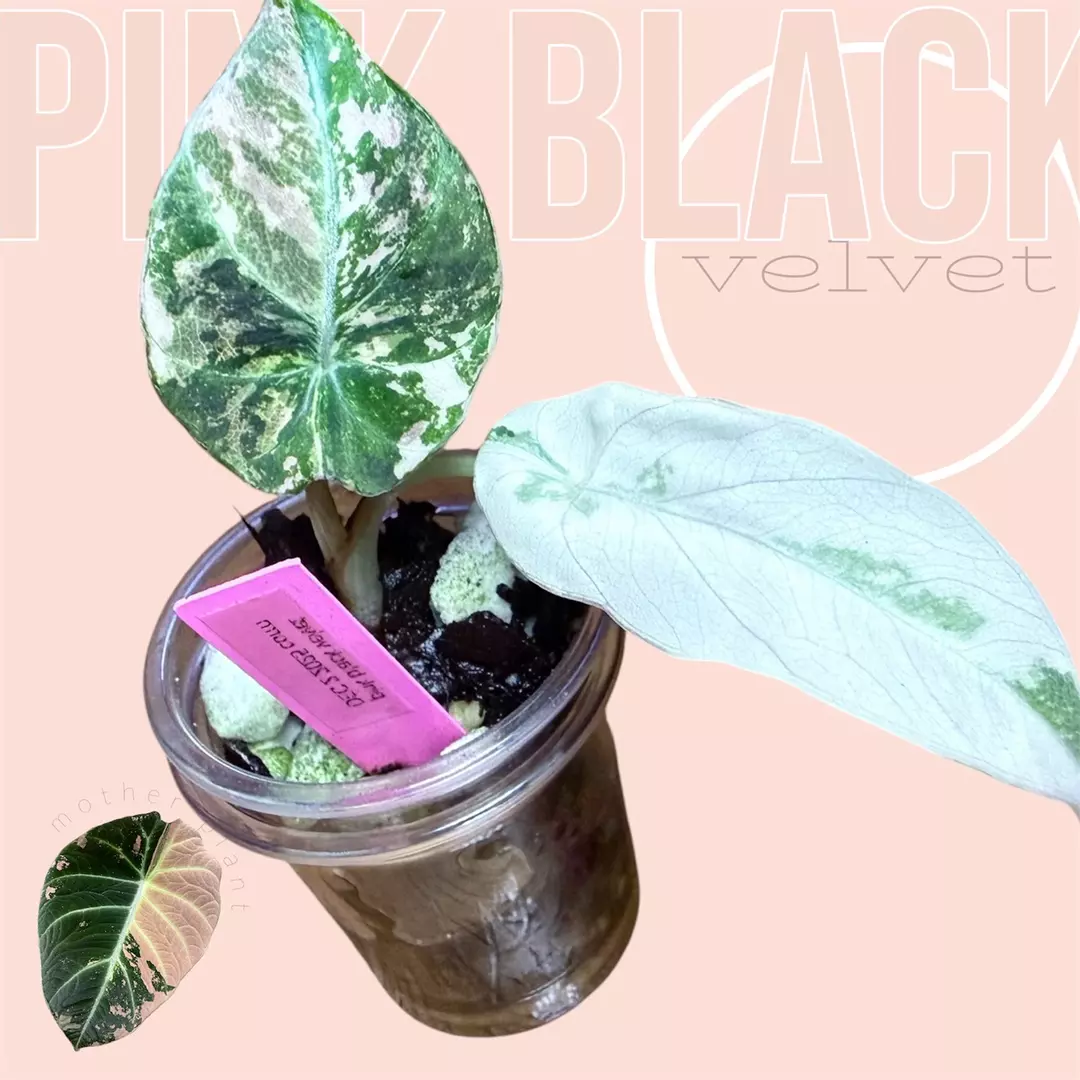 Pink black velvet - variegated pb velvet - rare pink alocasia thumbnail