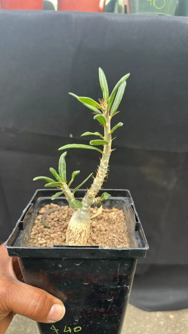 Pachypodium bispinossum succulentum thumbnail
