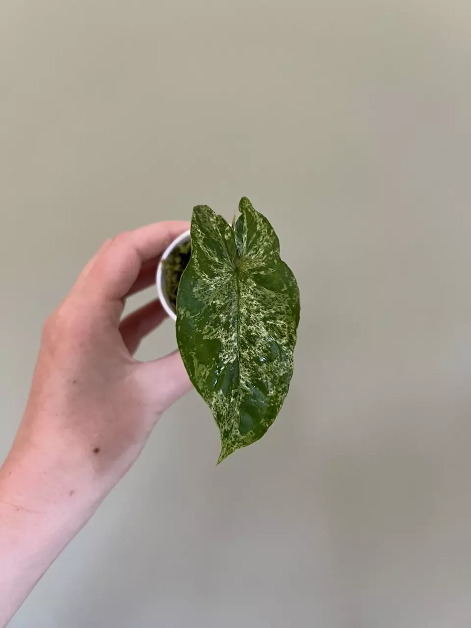 Syngonium mojito thumbnail