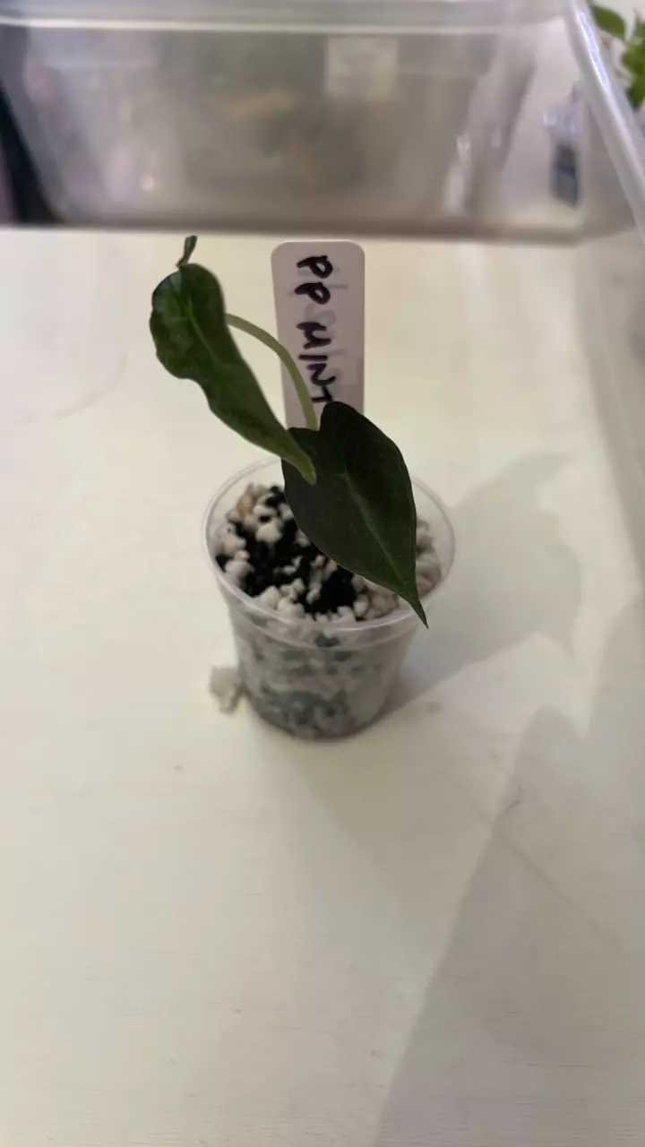 Pink Polly Mint TC grown thumbnail