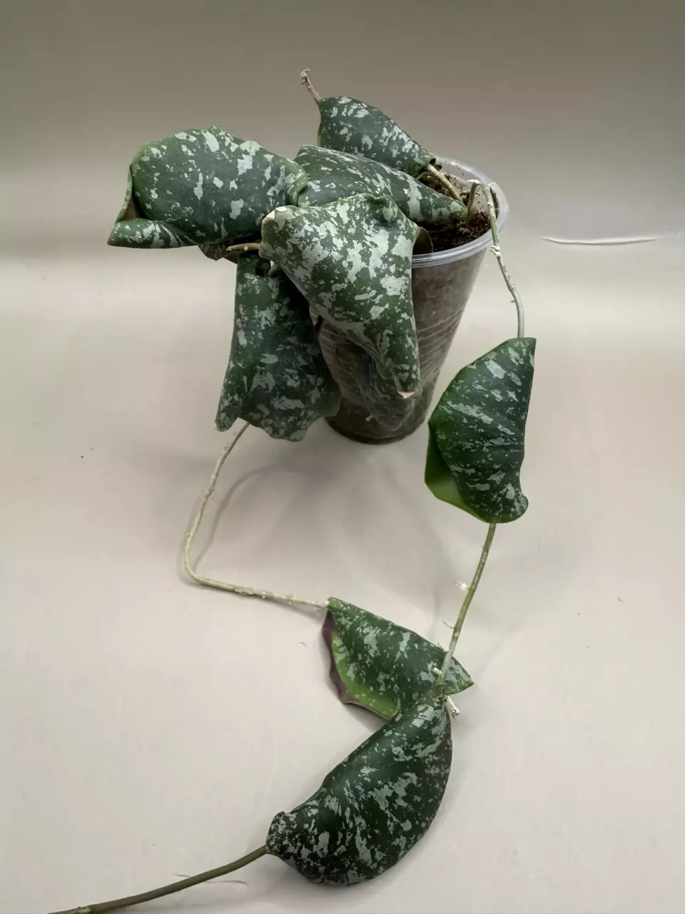 Hoya Imbricata thumbnail