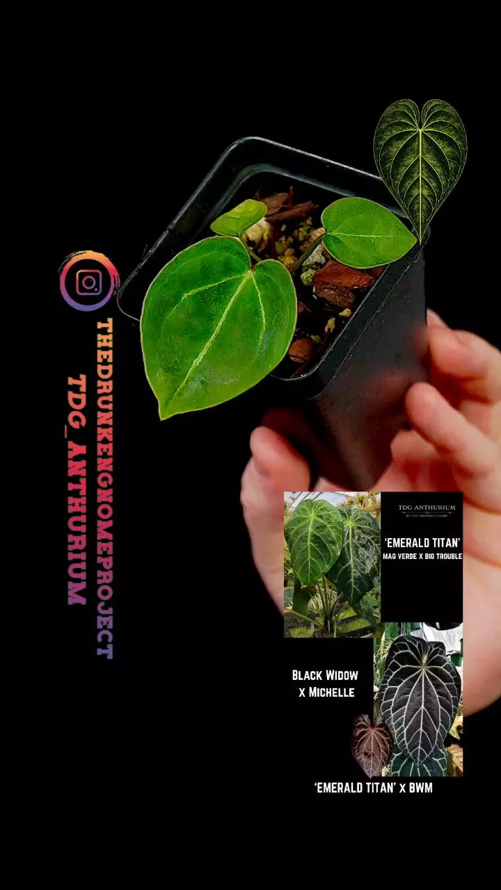 A681 [Emerald Titan x (Black Widow x Michelle)] Anthurium thumbnail