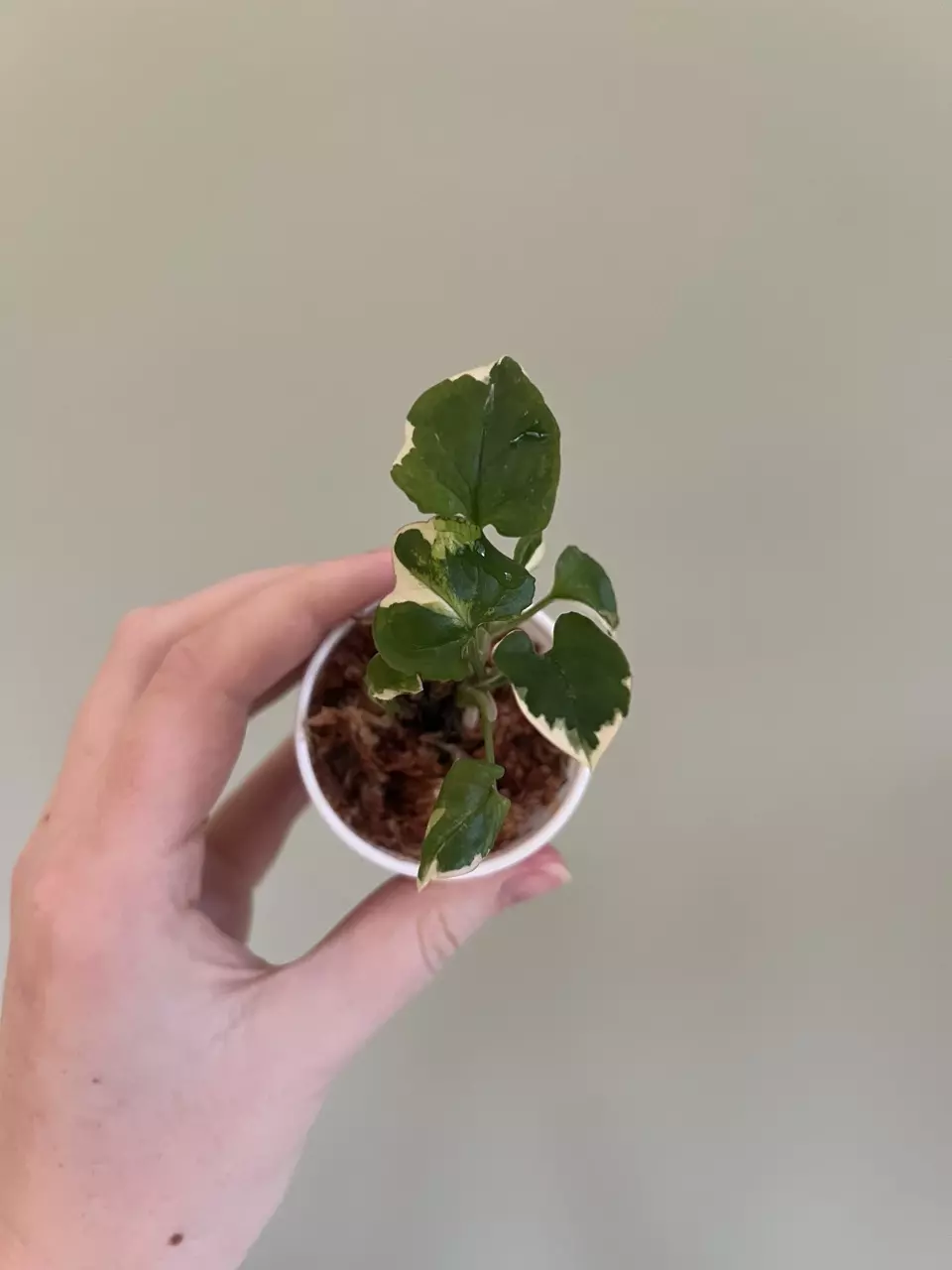 Syngonium t25 thumbnail