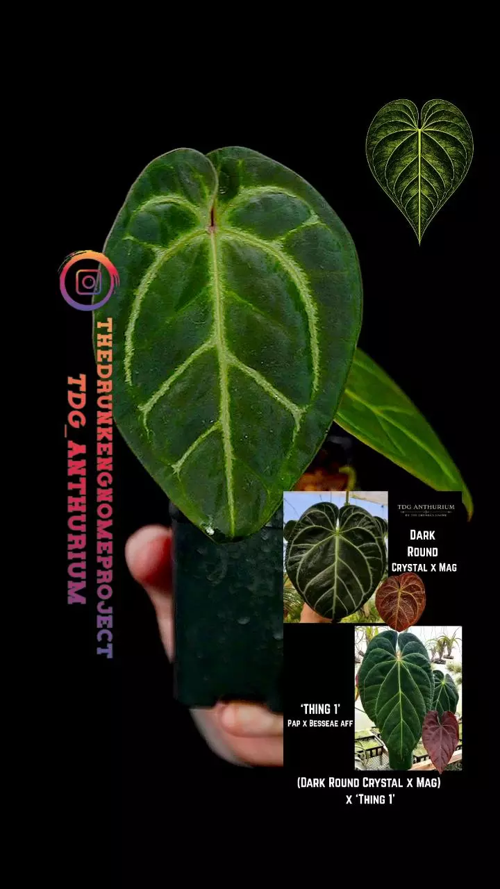 A692 [(Dark Round Crystal x Mag) x Thing 1] Anthurium thumbnail