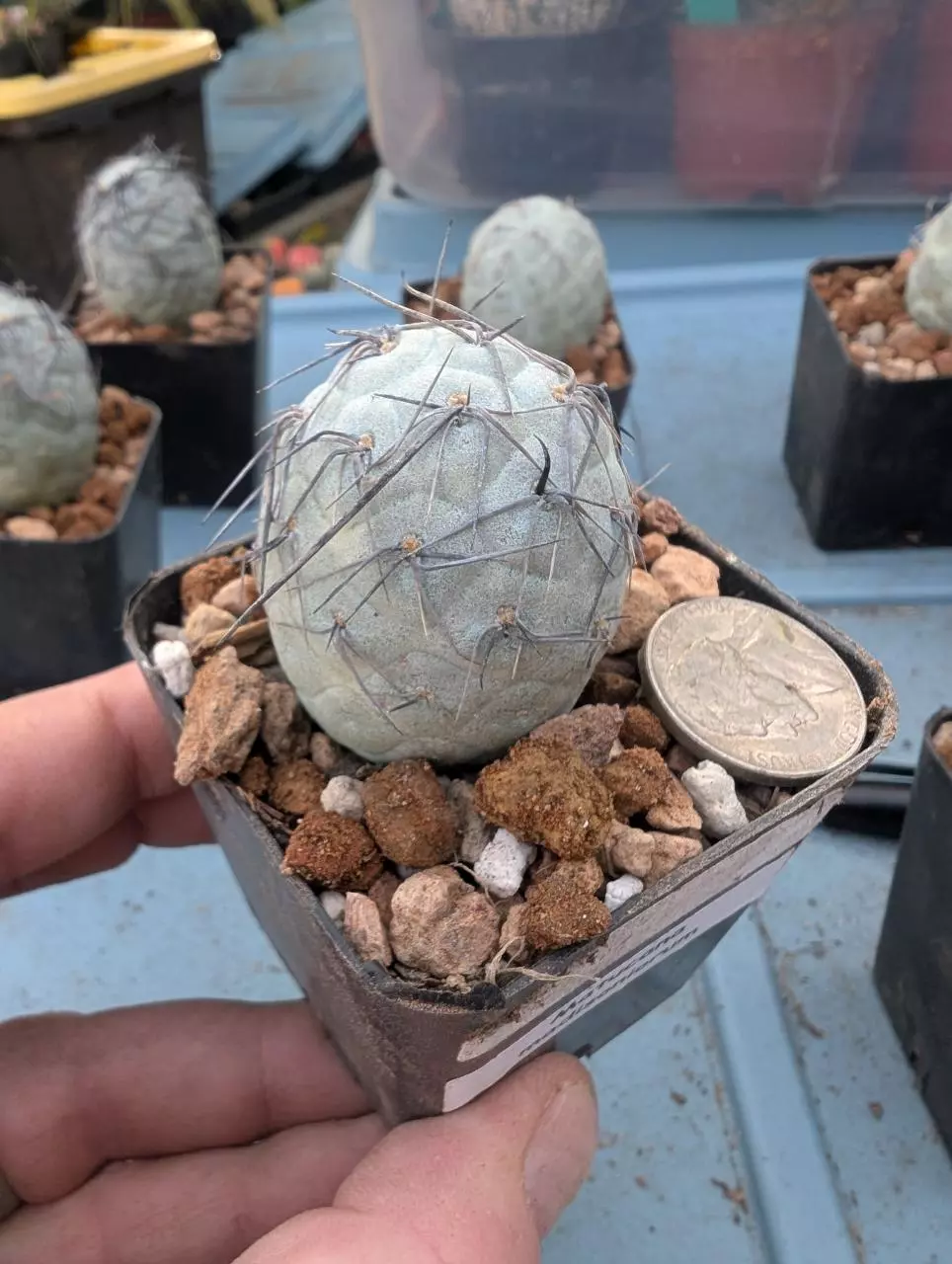 T7 Tephrocactus geometricus black spines, 2.25" pot, rooted ball thumbnail