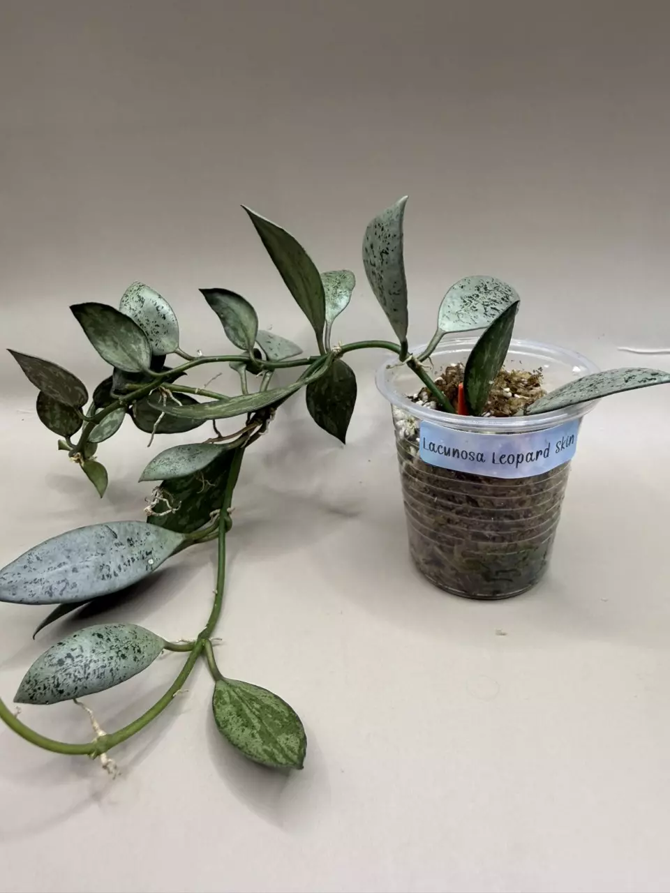 TRAILING Hoya Lacunosa Leopard Skin thumbnail