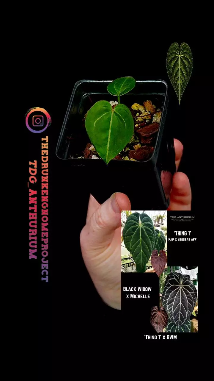 A678 [Thing 1 x (Black Widow x Michelle)] Anthurium thumbnail