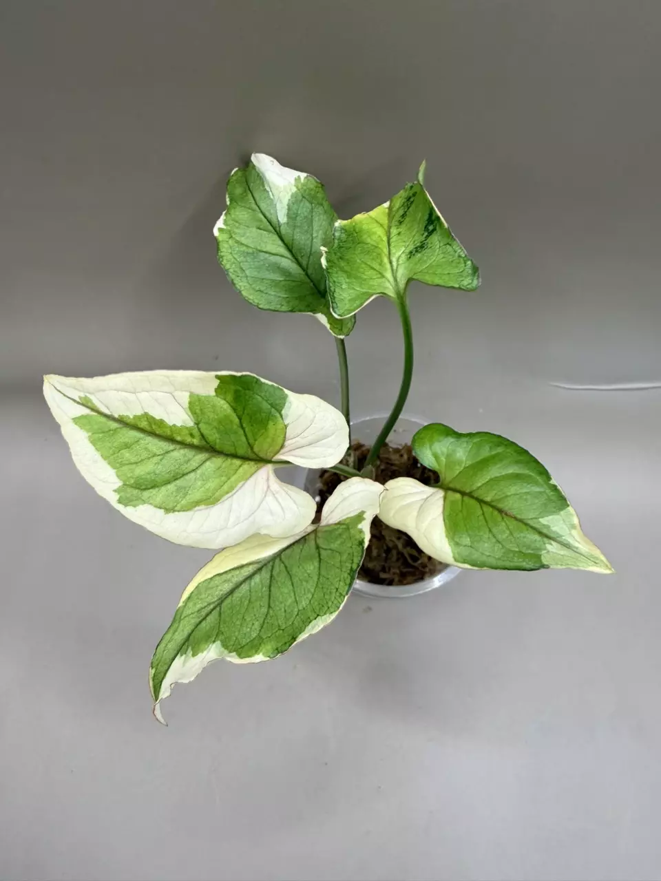 Syngonium White Princess thumbnail