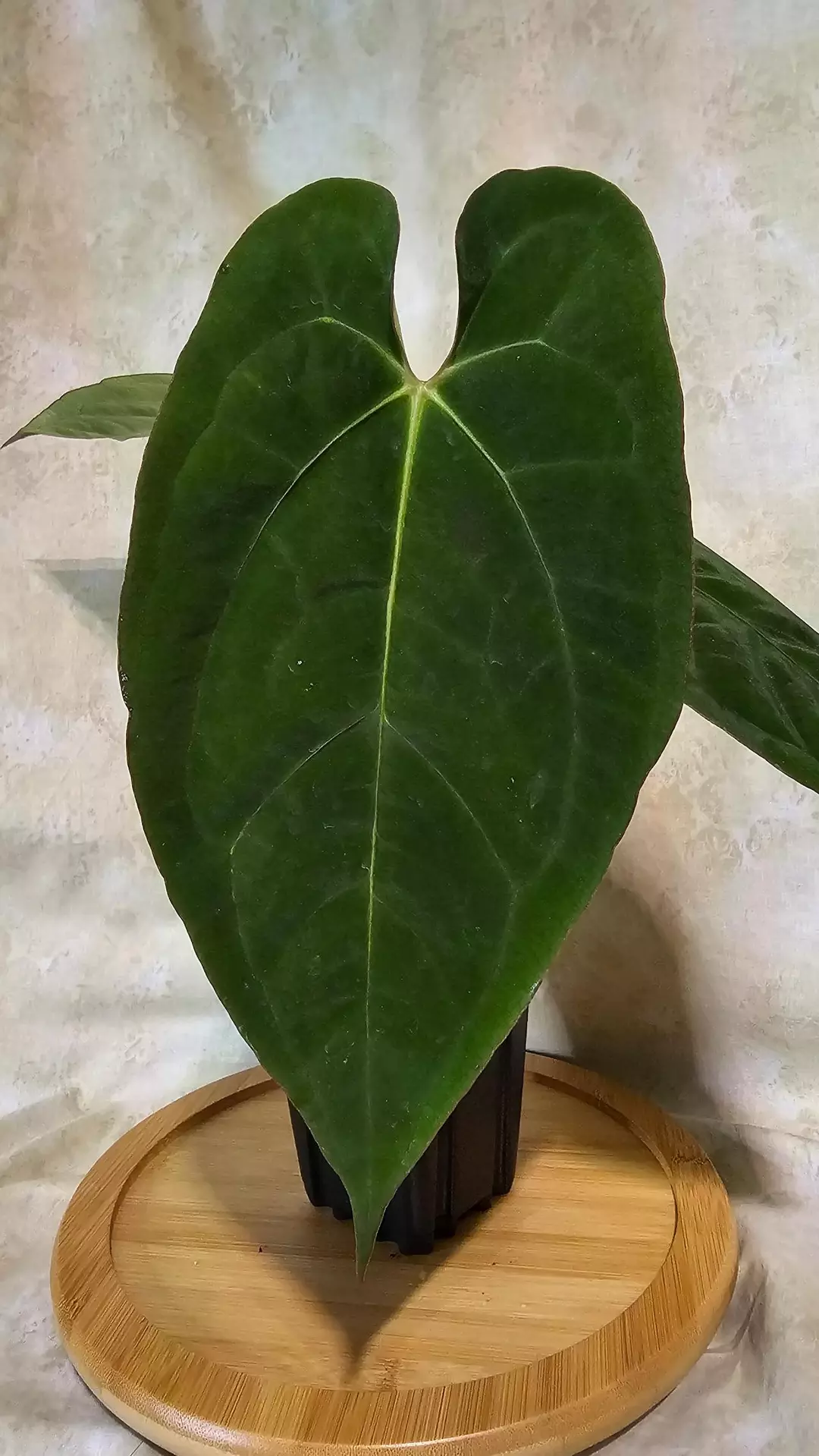 179 Big Papa Pap x Long Bullet thumbnail