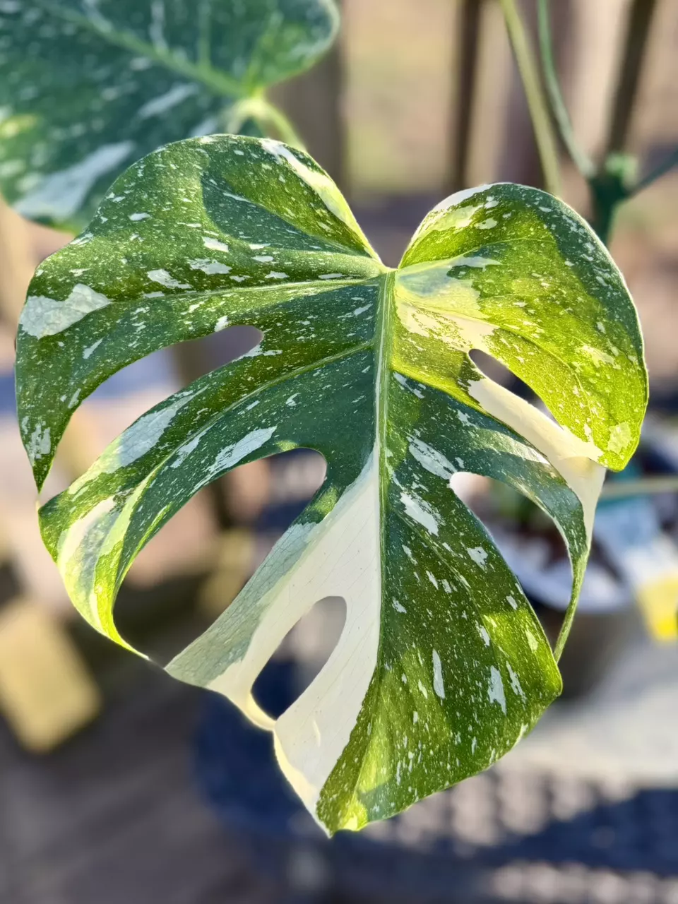 Large Monstera Crème Brûlée! 🍮 thumbnail