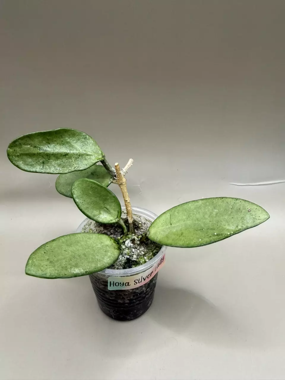 Hoya Silver Lady thumbnail