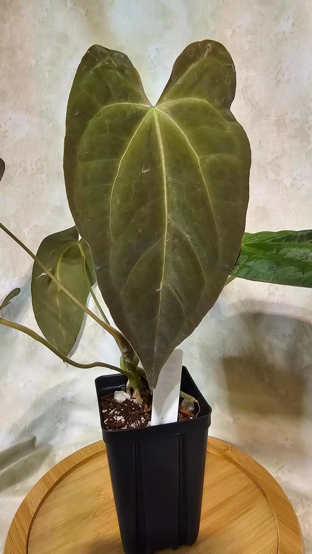 201 Lost Tag / NOID by Fontanimal thumbnail