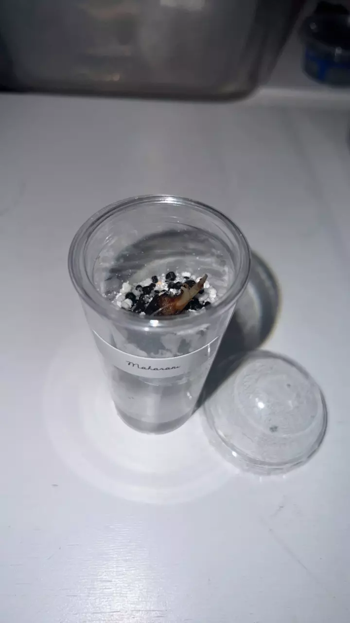 Sprouting Maha Corm thumbnail