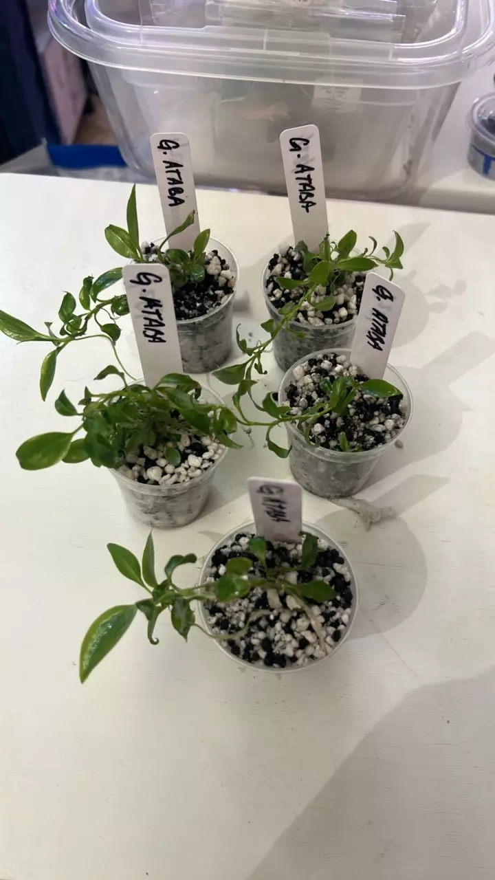 Green Atabapoense from TC thumbnail