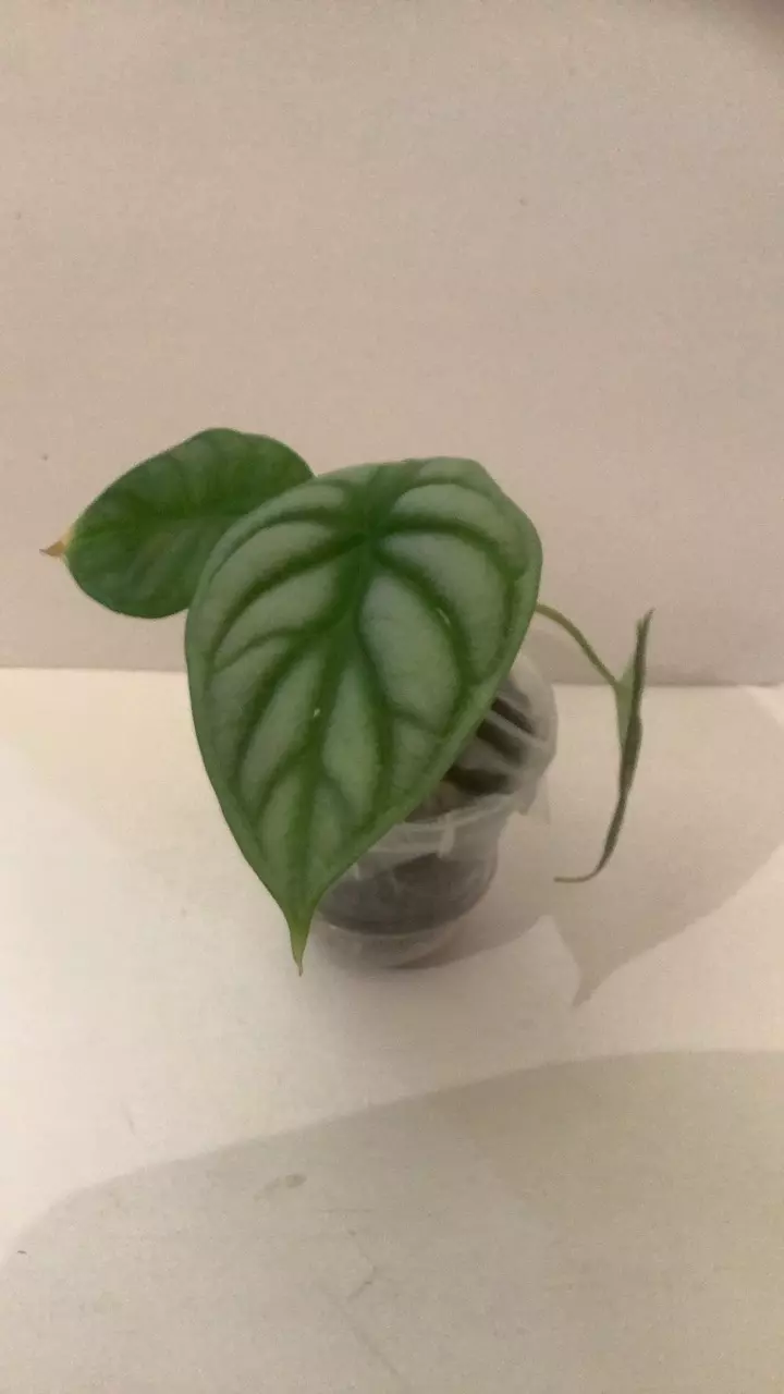 Silver dragon teen thumbnail