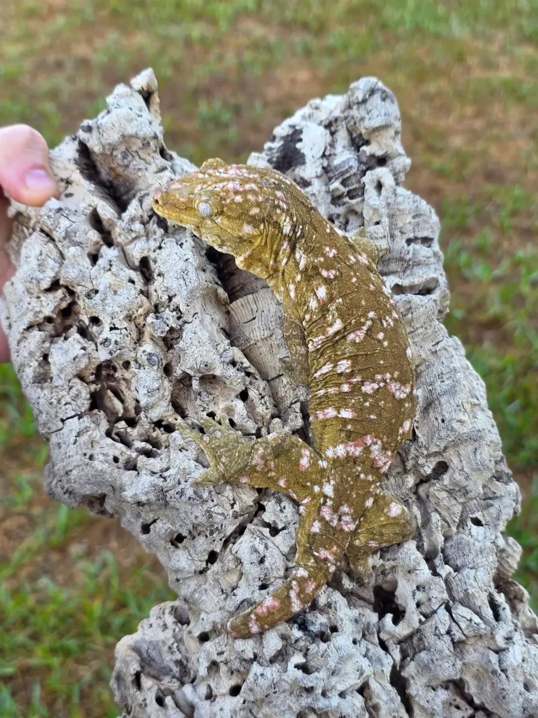 Leachie Nu Amix Nu Ana pretty pink Male thumbnail