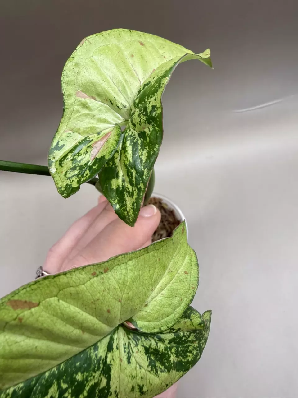 Syngonium Milk Confetti Tricolor thumbnail