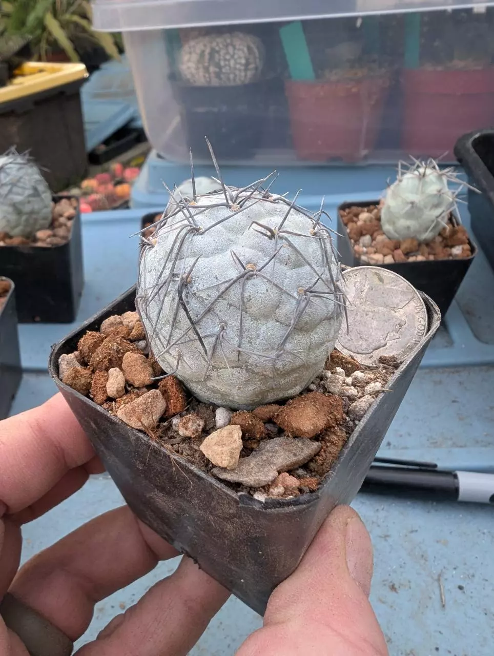 T8 Tephrocactus geometricus black spines, 2.25" pot, rooted ball thumbnail