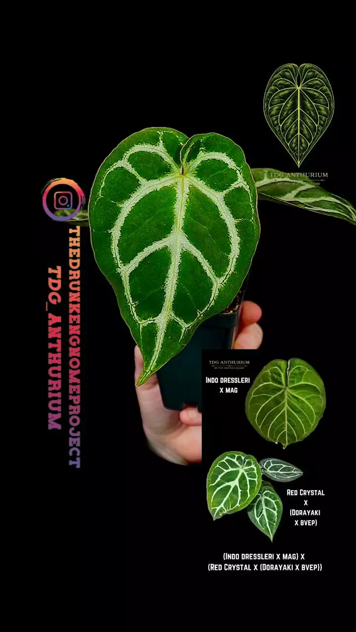 A659 (Indo Dress x Mag) x [Red Crystal x (Dorayaki x BVEP)] Anthurium thumbnail