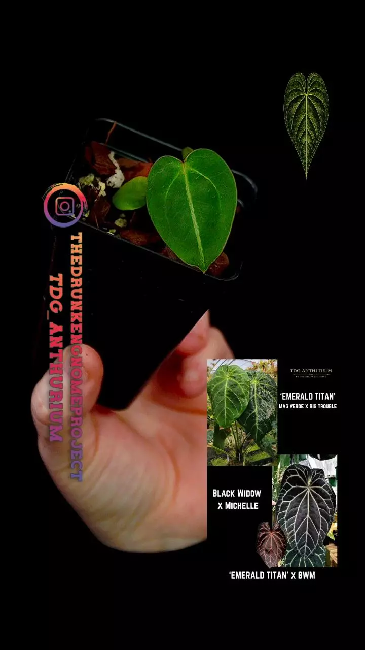 A680 [Emerald Titan x (Black Widow x Michelle)] Anthurium thumbnail