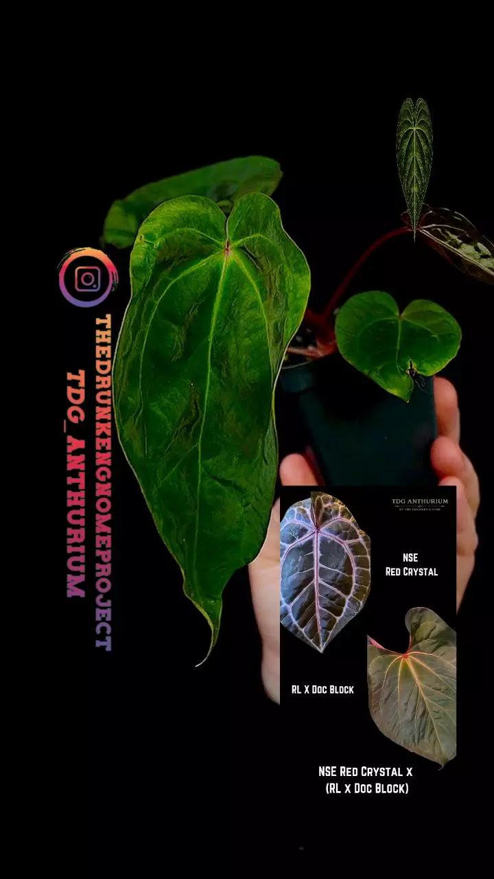 A695 NSE Red Crystal x (RL x Doc Block F2) Anthurium thumbnail