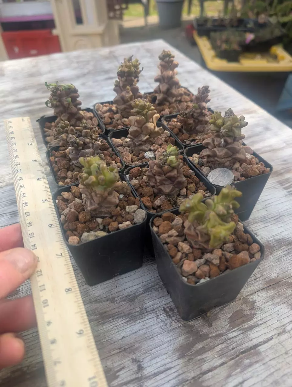 T1 othonna herrei, 2.25" pots gc thumbnail