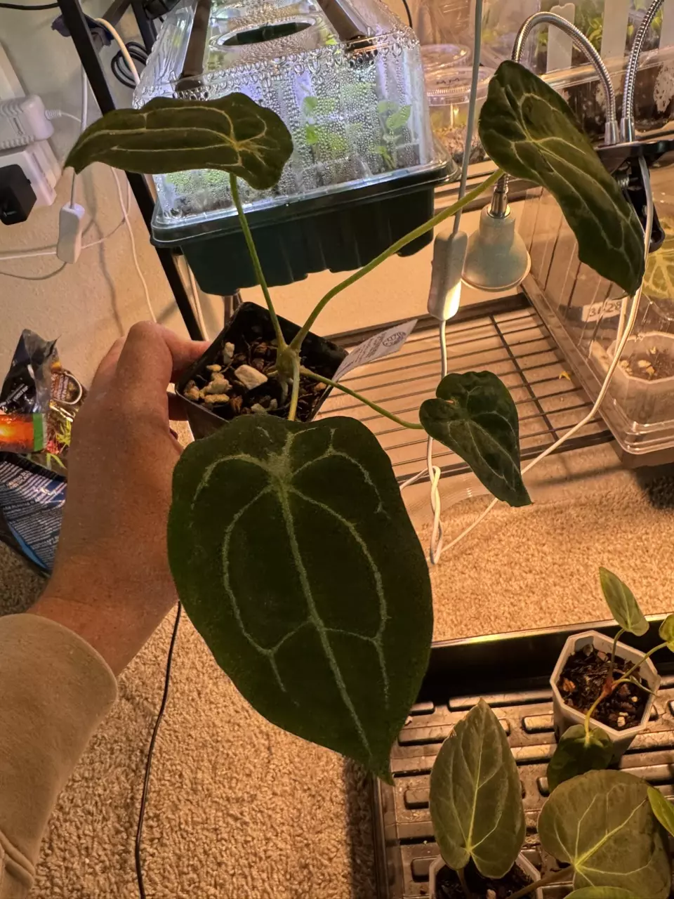 Forgetii Dark Form thumbnail