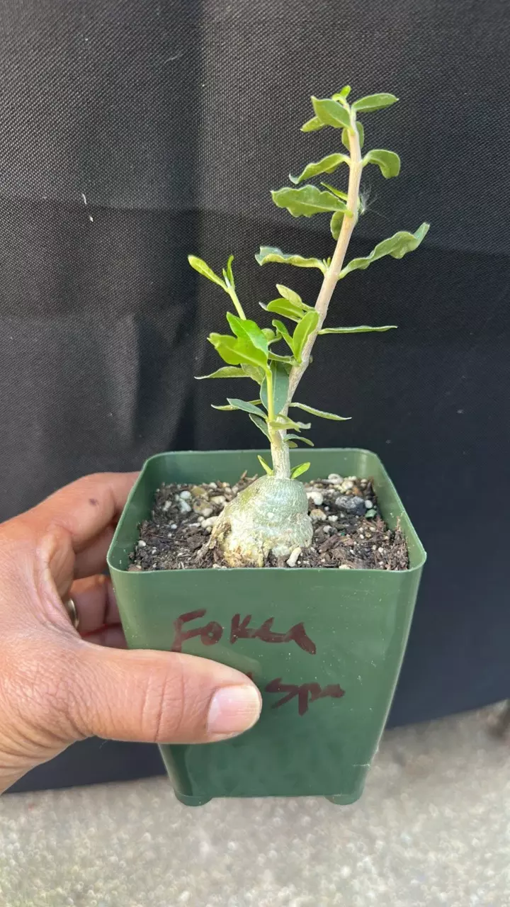 Fockea crispa thumbnail