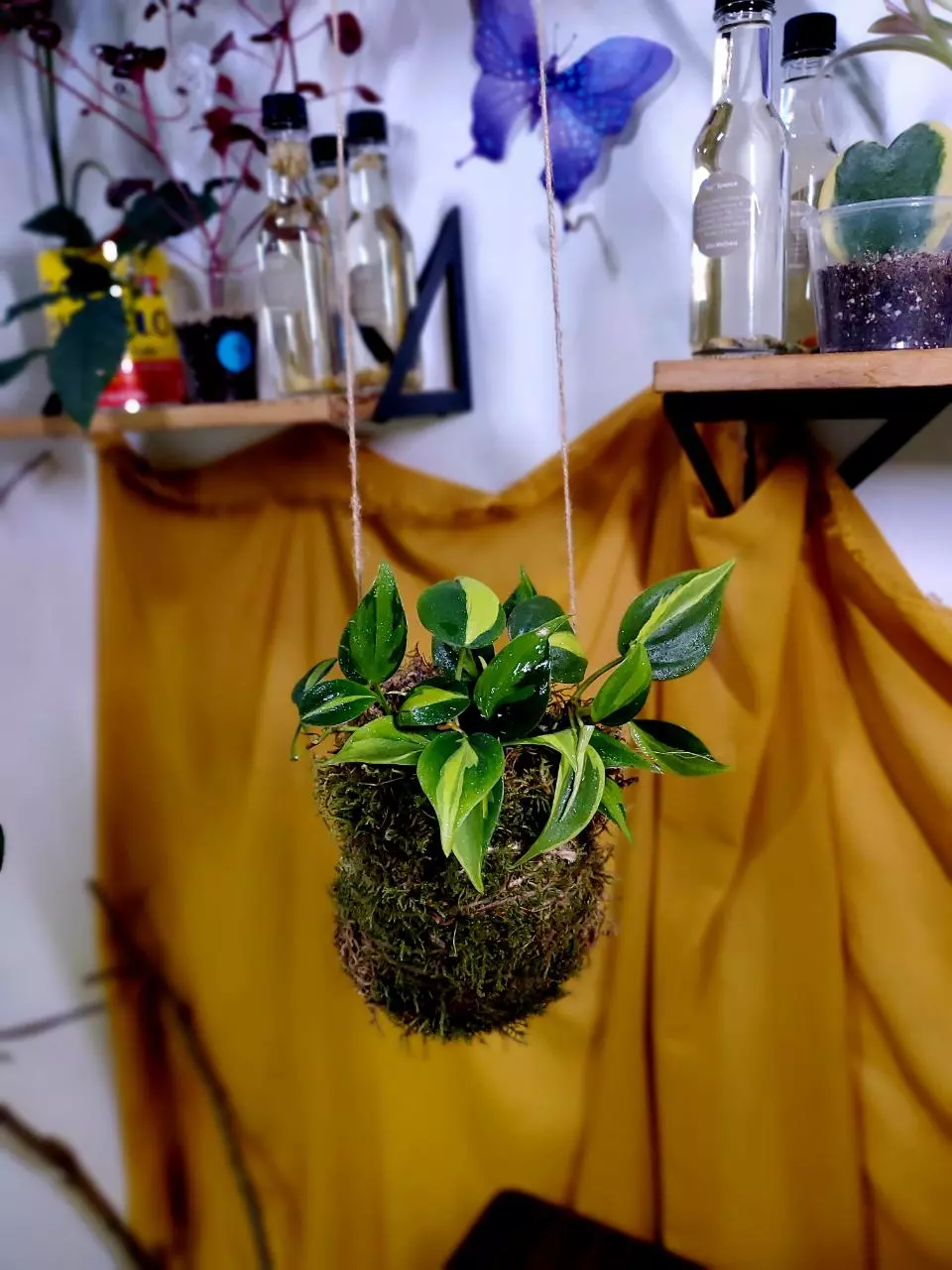 ✨️🌱🧶 Philodendron Brasil × Kokedama thumbnail