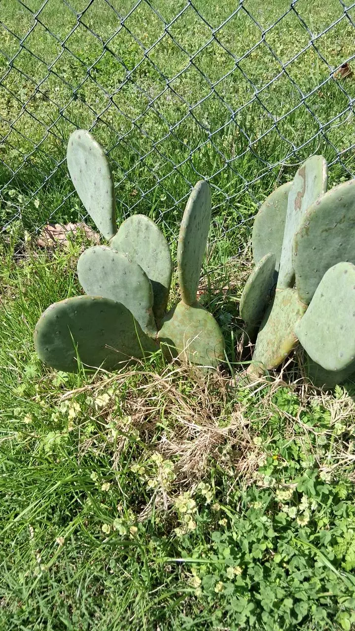 3 Optuna Cactus pads aka Prickly Pear thumbnail