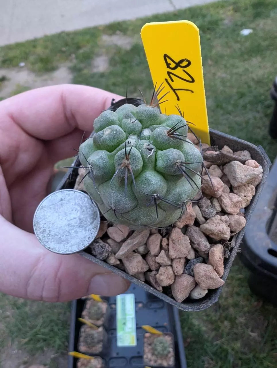 T28 copiapoa cinerea, seed grown 2.25" pot thumbnail