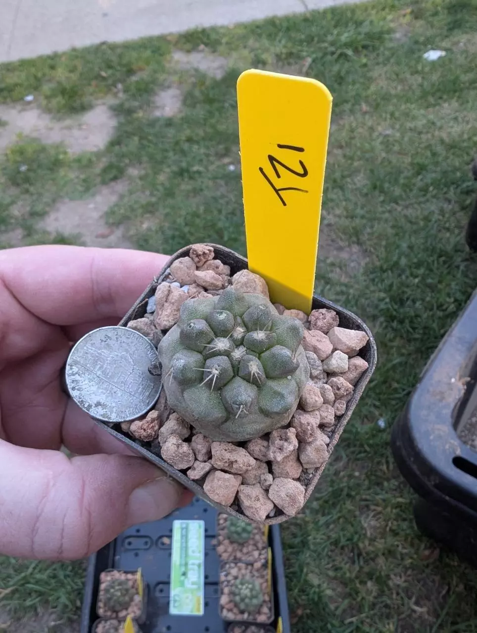 T21 copiapoa cinerea x cinerea v. albispina, seed grown 2" pot thumbnail