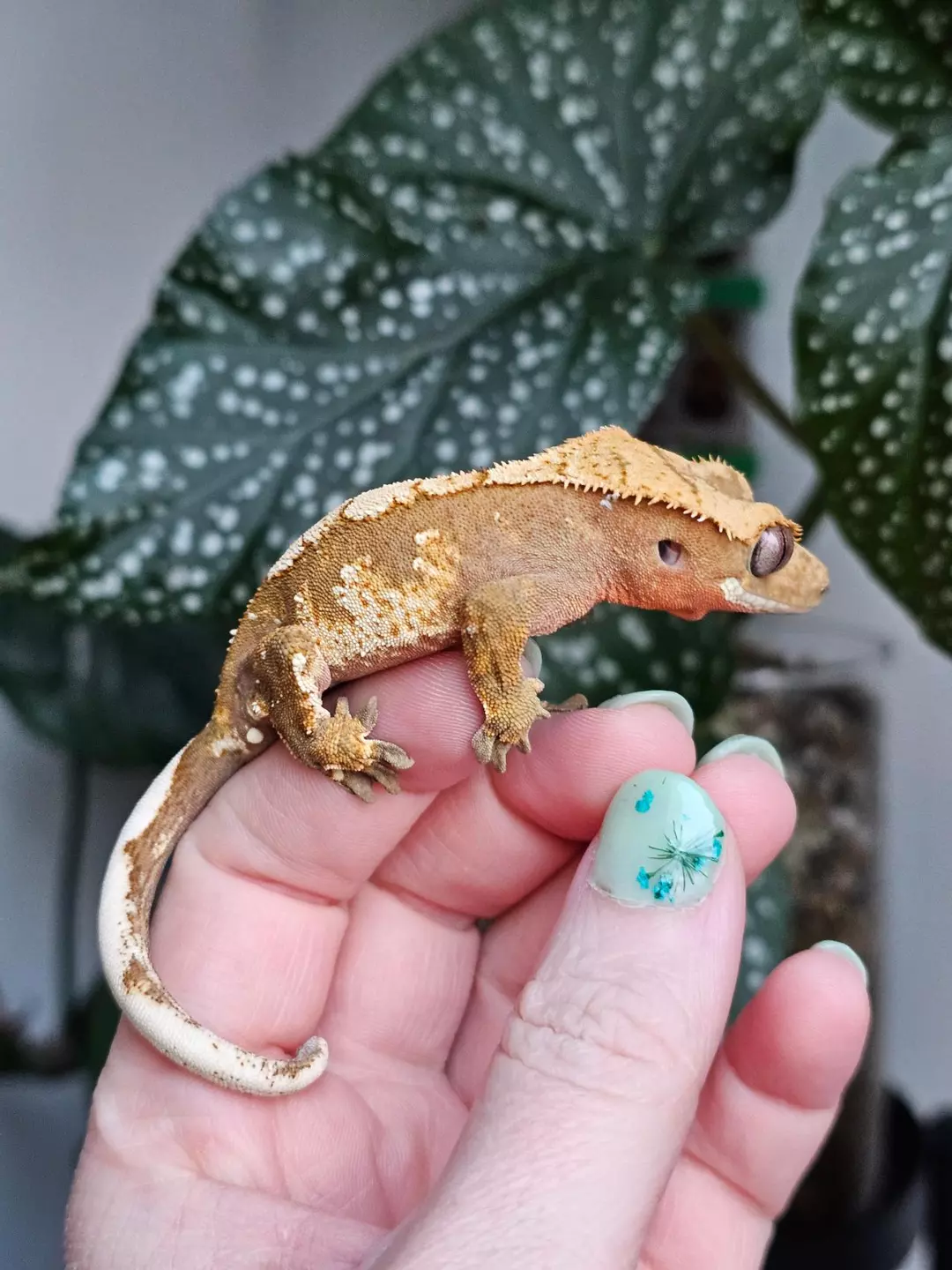 Harlequin Crested Gecko - PV thumbnail