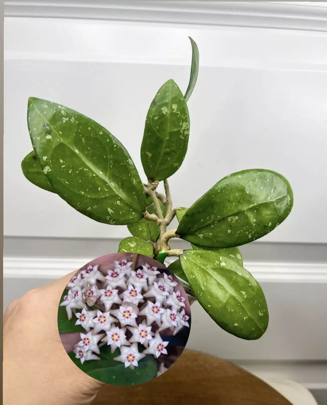 Hoya Bangpla *fragrant thumbnail