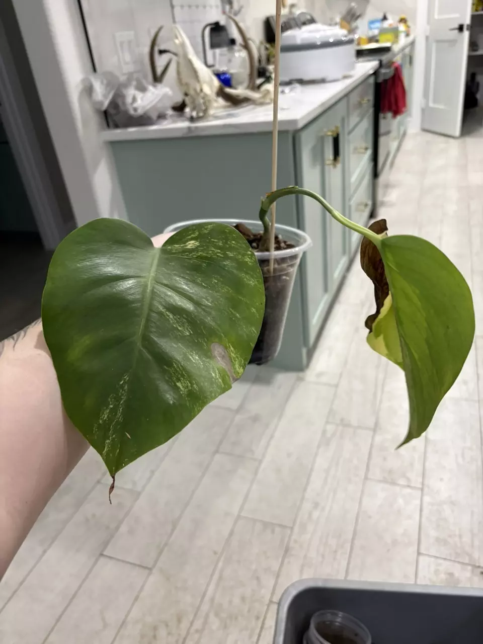 Monstera Aurea thumbnail