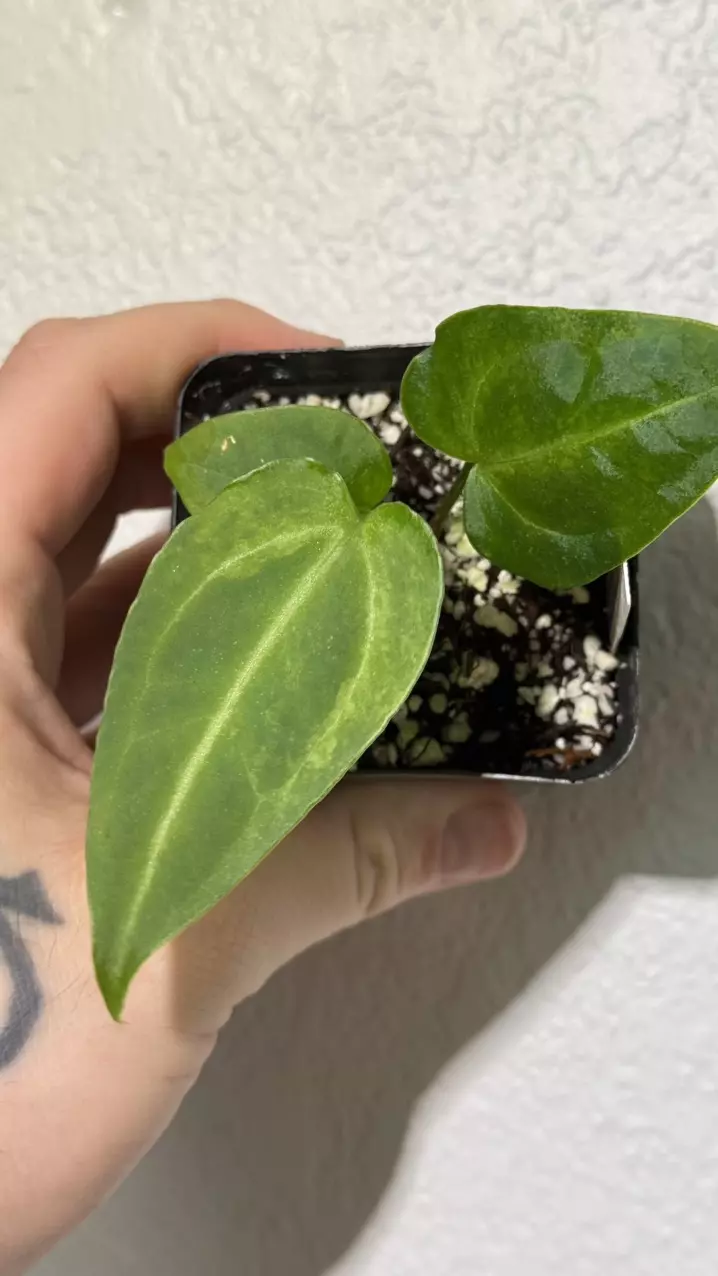 Crystallinum variegated thumbnail